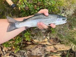 Rainbow Trout