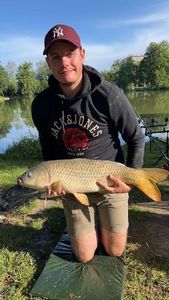 Common Carp