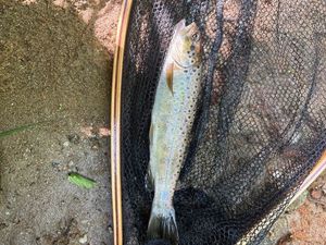 Brown Trout