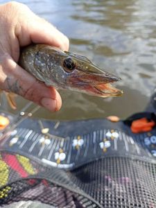 Northern Pike