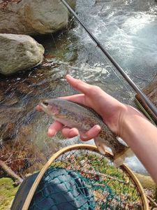 Rainbow Trout
