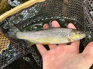 Brown Trout