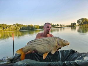 Common Carp