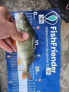European Perch