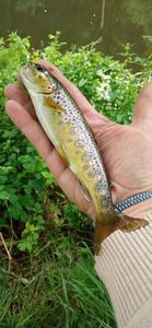 Brown Trout