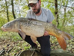 Common Carp