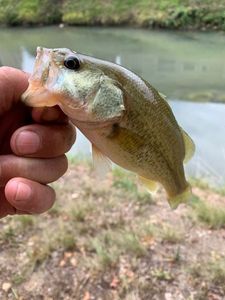 Largemouth Bass