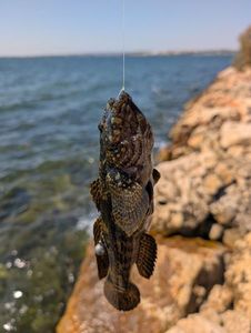 Giant Goby