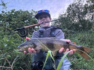 Brown Trout