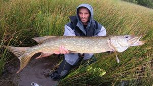 Northern Pike