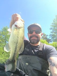 Largemouth Bass