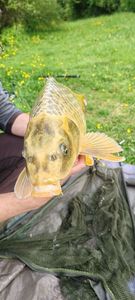 Common Carp