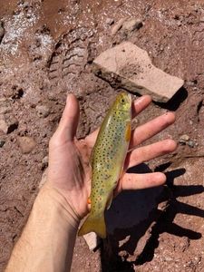 Brown Trout