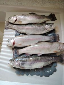 Rainbow Trout