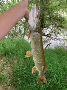 Northern Pike