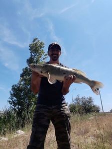 Zander