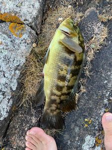 Ballan Wrasse