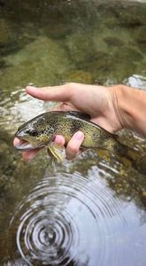 Brown Trout