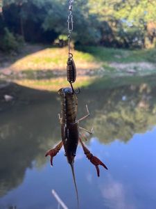 Spinycheek Crayfish