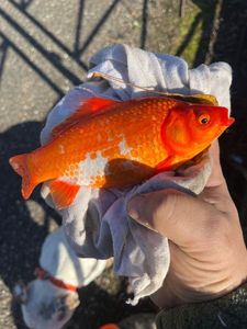 Koï Fish
