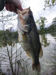 Largemouth Bass
