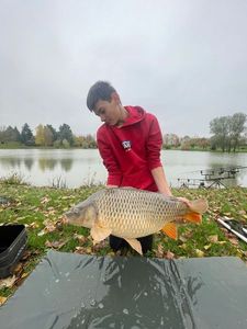 Common Carp