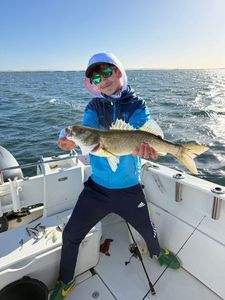 European Bass (Seabass)