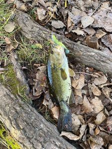 Largemouth Bass
