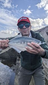 Pompano