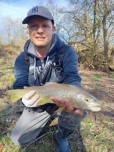 Brown Trout