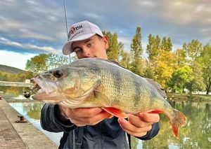 European Perch