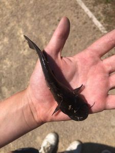 Black Bullhead
