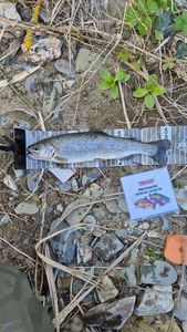 Rainbow Trout