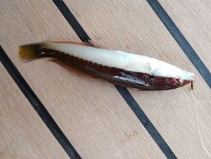 Mediterranean Rainbow Wrasse