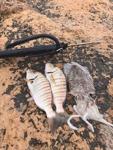 Sand Steenbras