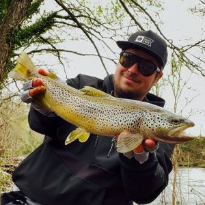Brown Trout