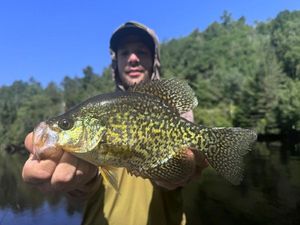 Black Crappie