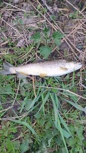 Brown Trout