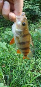 European Perch