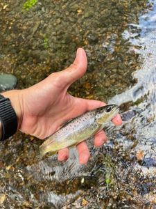 Brown Trout