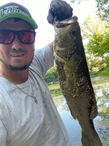 Largemouth Bass