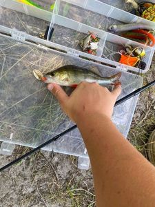 European Perch