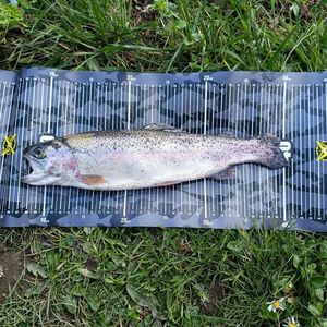 Rainbow Trout