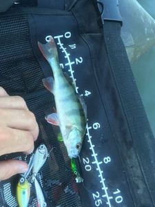 European Perch