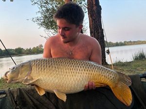 Common Carp