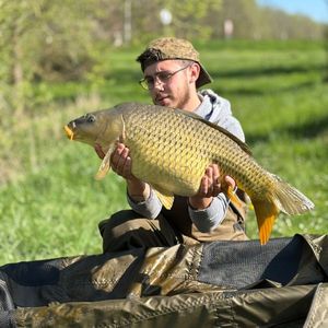 Common Carp