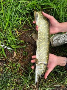 Northern Pike