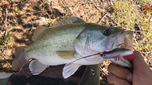 Largemouth Bass