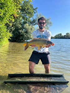 Common Carp