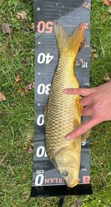 Common Carp